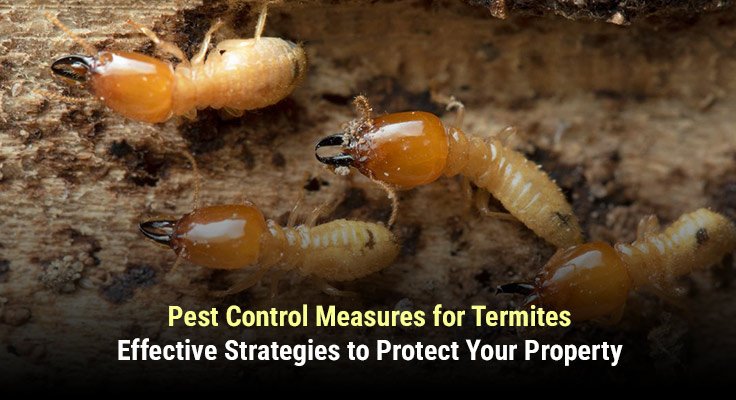 Pest Control Measures for Termites