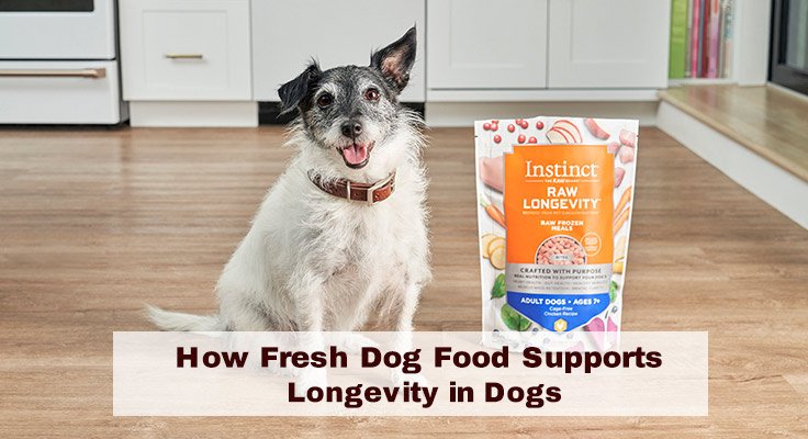 How Dog Boarding Helps Stress-Free Stays