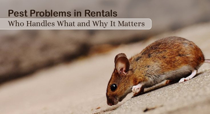 Pest Problems in Rentals