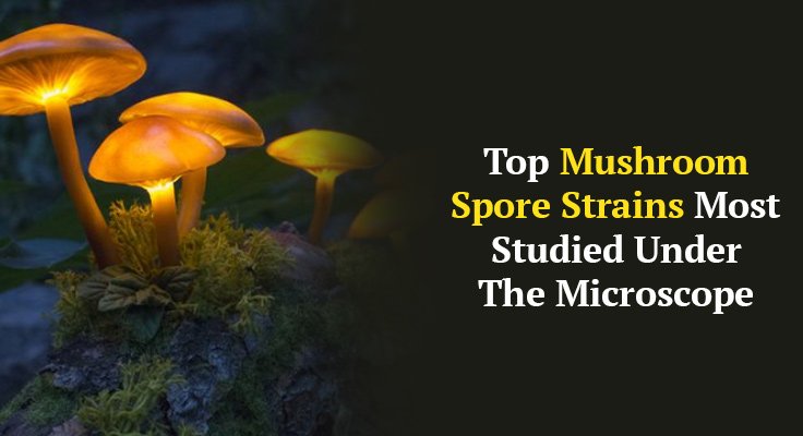 Top Mushroom Spore Strains