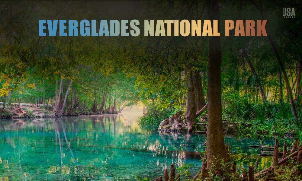 Everglades wetlands ecosystem Florida panther biodiversity conservation