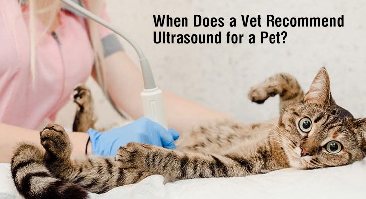 Vet Recommend Ultrasound